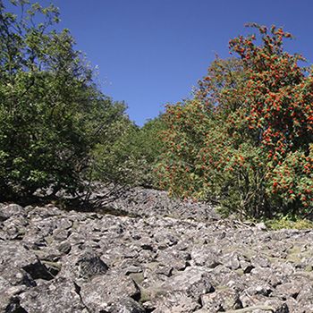 Basaltblockmeer Bauersberg Bischofsheim